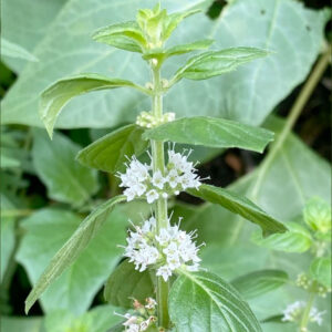 Cây Bạc Hà Mentha arvensis