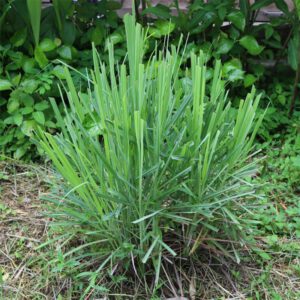 Cây Sả (Cymbopogon)