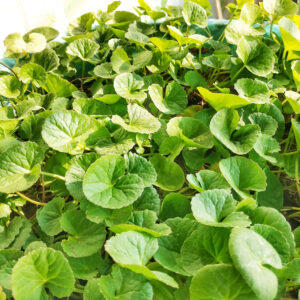 Cây Rau má - Liên tiền thảo (Centella asiatica)