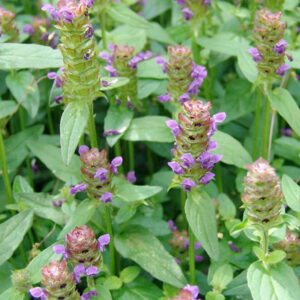 Cây Hạ khô thảo Prunella vulgaris