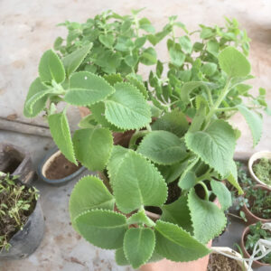 Cây Húng chanh (Plectranthus amboinicus)