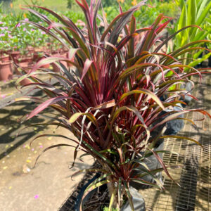 Cây Huyết dụ (Cordyline fruticosa)