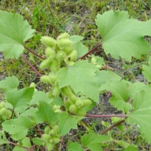 Cây Ké đầu ngựa (Xanthium strumarium)