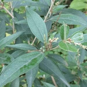 Cây Khổ sâm cho lá (Croton tonkinensis)