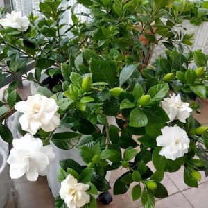 Cây Dành dành Gardenia jasminoides