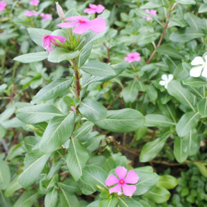 Cây Dừa cạn (Catharanthus roseus)