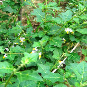 Cây Cà gai leo (Solanum procumbens)