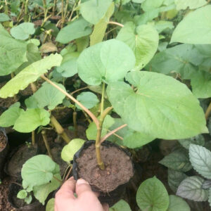 Cây Dổi đất ăn lá (Piper auritum Kunth)